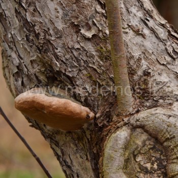 KERPĖS SODE – NAUDINGOS AR ŽALINGOS AUGALAMS ?