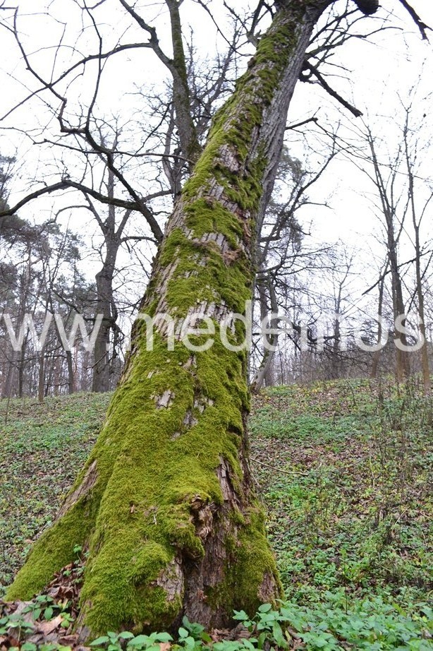 KVIEČIAME Į SEMINARĄ