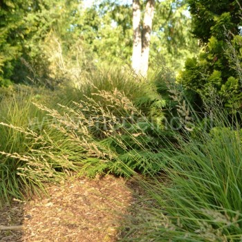 melvenės ažūriškos šluotelės