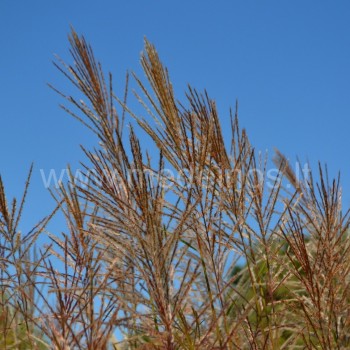 miskanto šluotelės