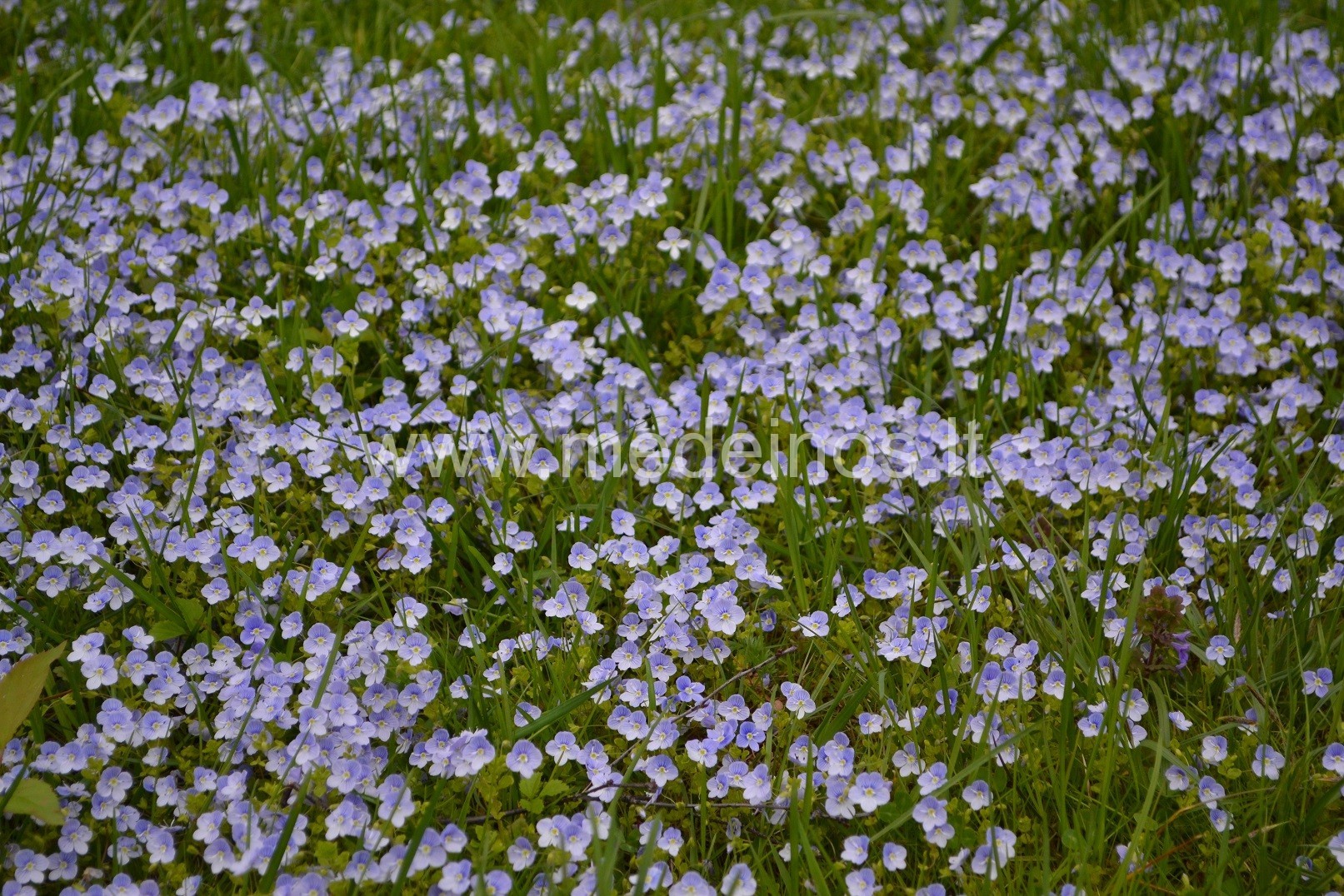 Laukinės gėlės, tinkančios gėlynams