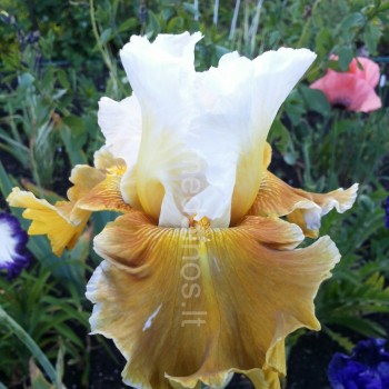 Vilkdalgis ‘Going Green‘