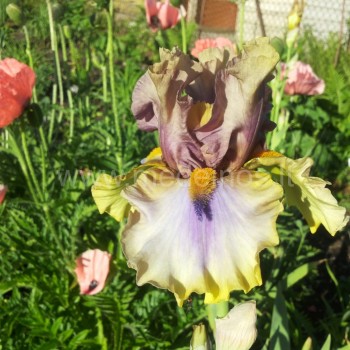 Vilkdalgis ‘Karibic‘