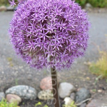 Dekoratyvinis česnakas ‘Globemaster‘