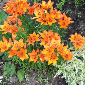 Šiurkščiojo saulakio ‘Lorraine Sunshine‘ ir hibridinių lelijų derinys