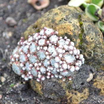 Šiai miniatiūrinei voratinklinei šilropei augti gėlyne užtenka ir akmens