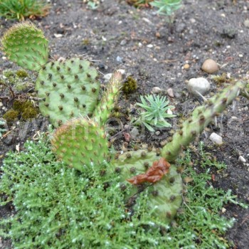 Lietuvoje žiemojantis kaktusas opuncija