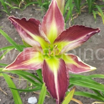 Viendienės ‘Kaleidoscope Treasure‘ sėjinukas