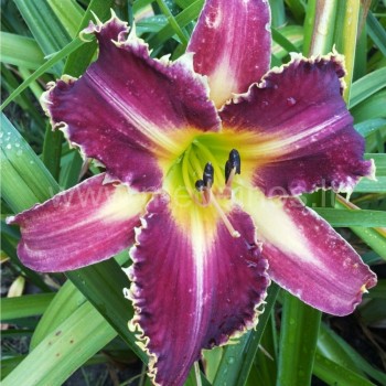 Viendienės ‘Arnie Oseland‘ sėjinukas