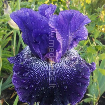 Vilkdalgis ‘Clotho's Web‘