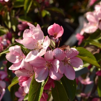 Dekoratyvinė rojaus obelis