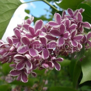 Syringa ‘Sensation‘