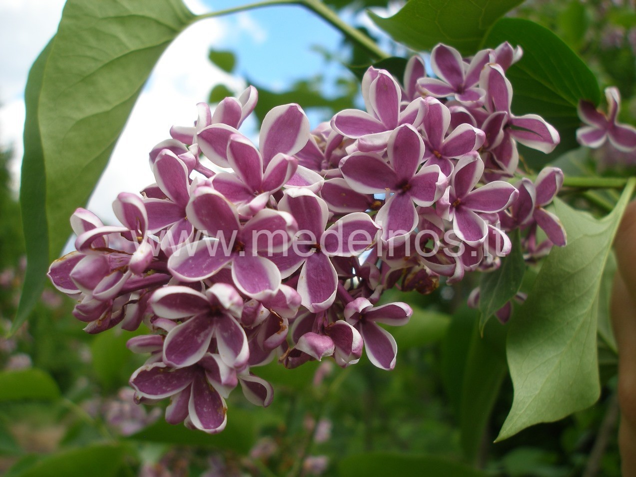 KAS ŽYDI TAIP BEGĖDIŠKAI GRAŽIAI