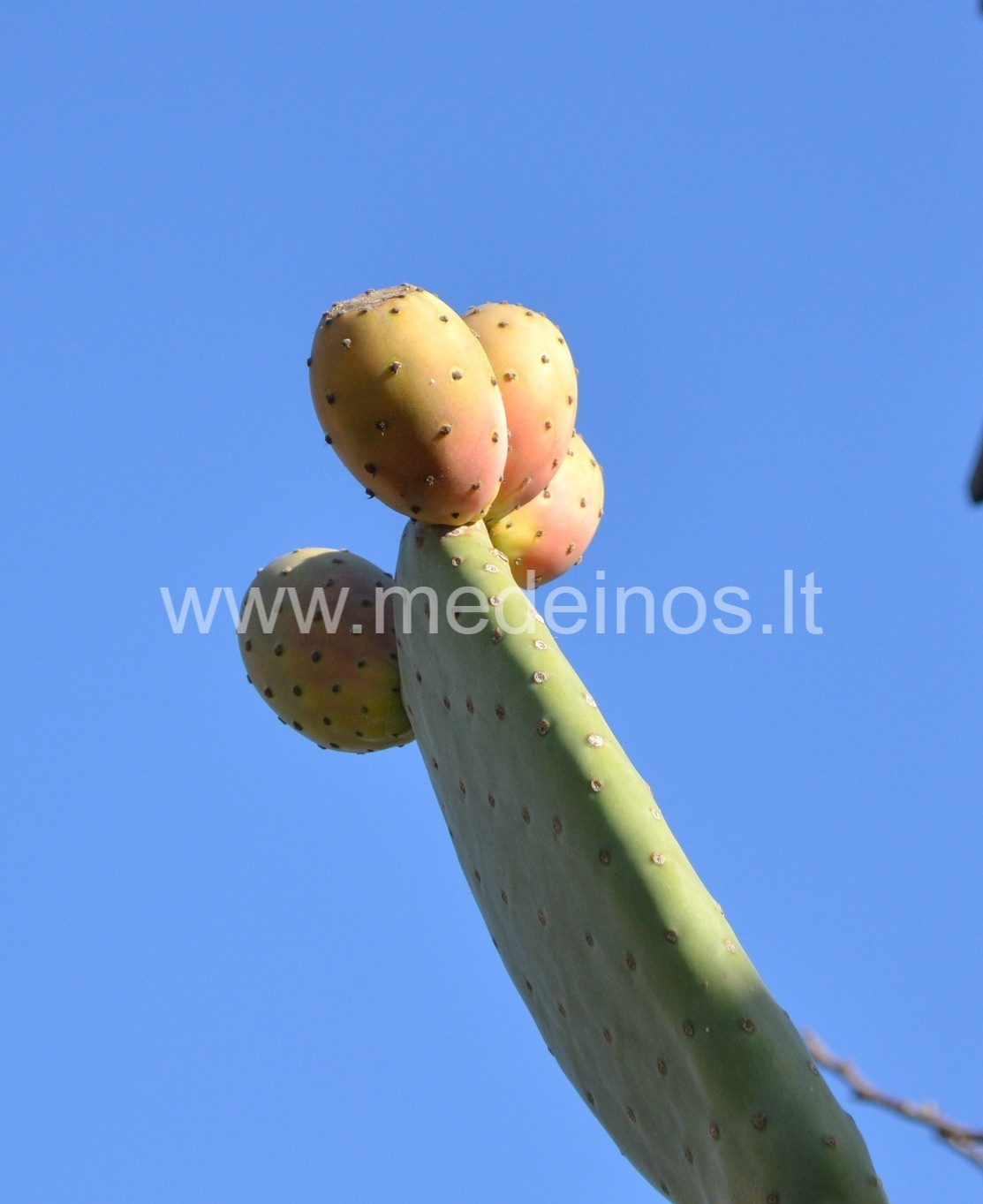 AR KADA NORS RAGAVOTE OPUNCIJOS VAISIAUS ?