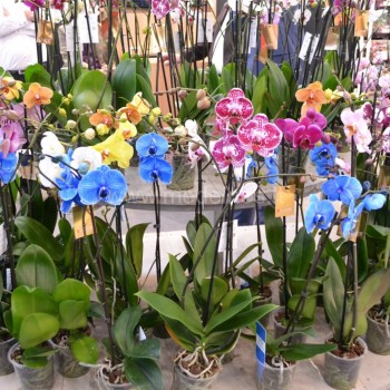 orchidejos