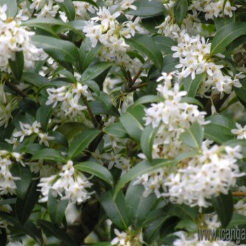 Osmanthus heterophyllus