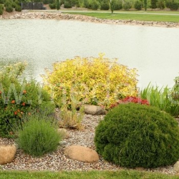 Pakrantės augalai - įvairiaspalviai krūmai