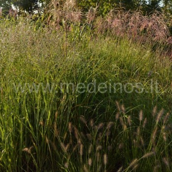 Rykštėtoji sora (aukštesnė) ir plaukuotoji soruolė (priekyje)