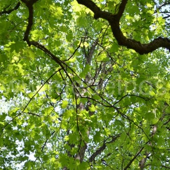 paprastasis klevas (acer platanoides)