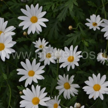PAPRASTOJI BALTAGALVĖ (Leucanthemum vulgare)