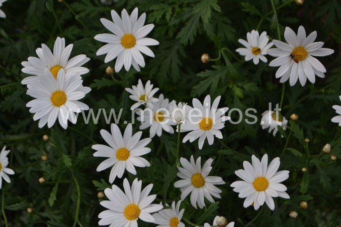 GĖLĖS, SAVAIME AUGANČIOS GAMTOJE IR PUIKIAI TINKANČIOS GĖLYNAMS