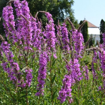 PAPRASTOJI RAUDOKLĖ (Lythrum salicaria)