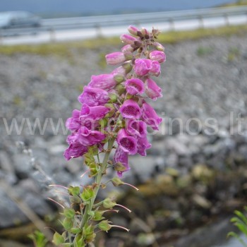 PAPRASTOJI RUSMENĖ (Digitalis purpurea)