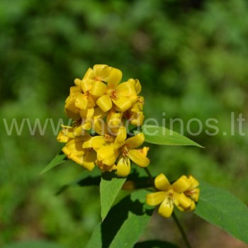 PAPRASTOJI ŠILINGĖ (Lysimachia vulgaris)