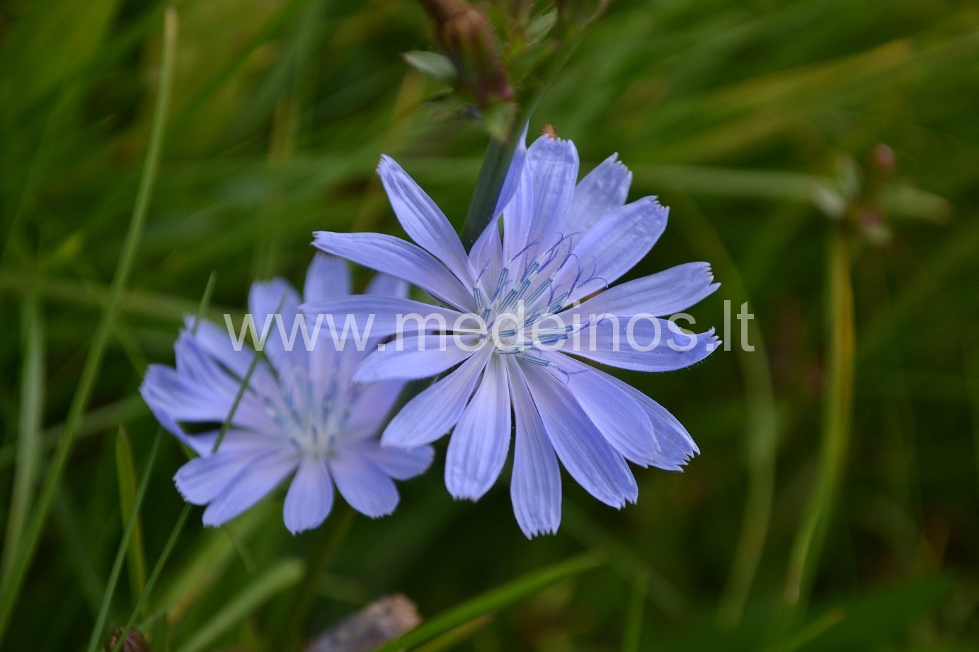 Kas ten mėlynuoja pakelėse ?