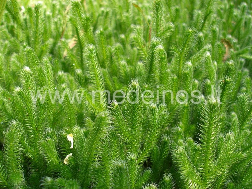 PATAISAI IR PATAISIUKAI