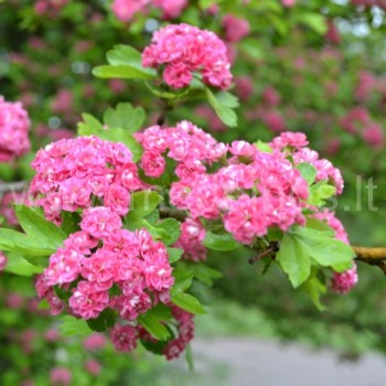 Crataegus Paul's Scarlet