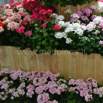 Pelargonijos - niekada neatsibostantis augalas