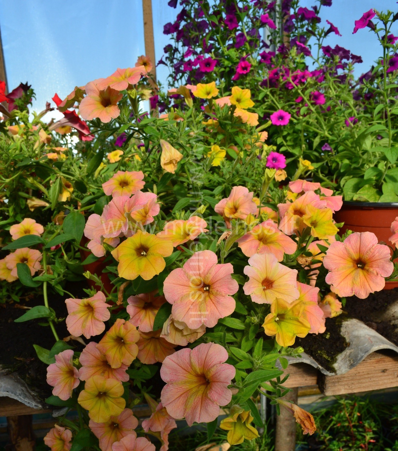 KOKIAS GĖLES JAU GALIMA SĖTI ANT PALANGĖS