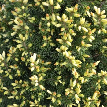 picea Maigold