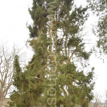 Paprastoji eglė 'Ohlendorffii'