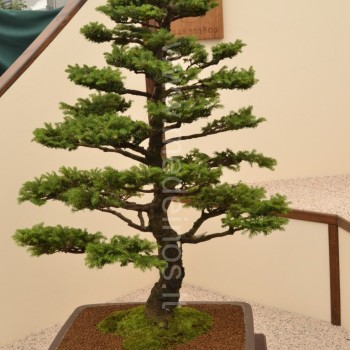 Juodosios eglės (Picea mariana) bonsai