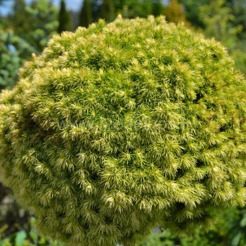 picea-dendrofarma-gold