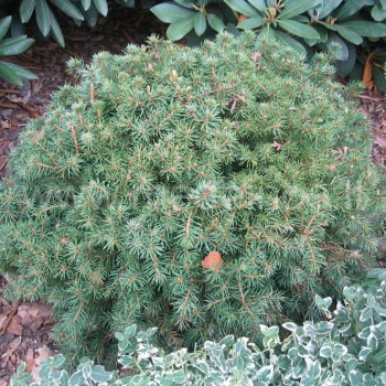 picea echiniformis