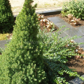 picea-glauca-conica