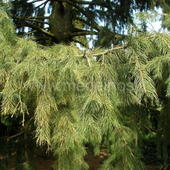 Picea smithiana