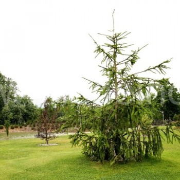 Paprastoji eglė (Picea abies) 'Virgata'