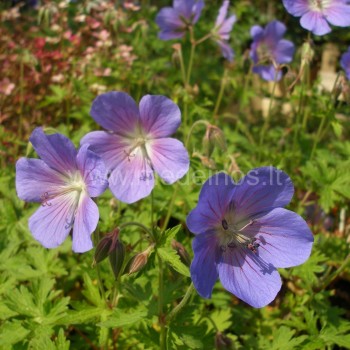 PIEVINIS SNAPUTIS (Geranium pratense)