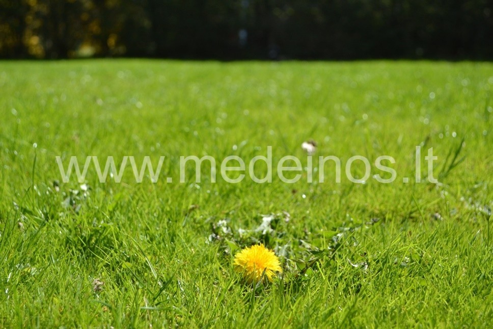 KAS TA EKOLOGINĖ VEJA ?