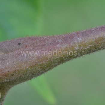 Pilkasis riešutmedis