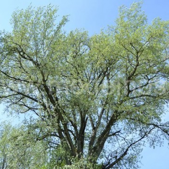 Pilkoji tuopa (Populus x canescens)