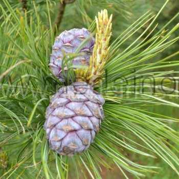 Pinus cembra