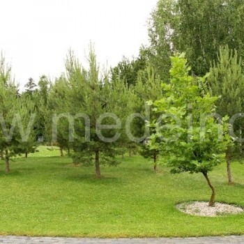 Priekyje augantis platanas- retas medis Lietuvoje