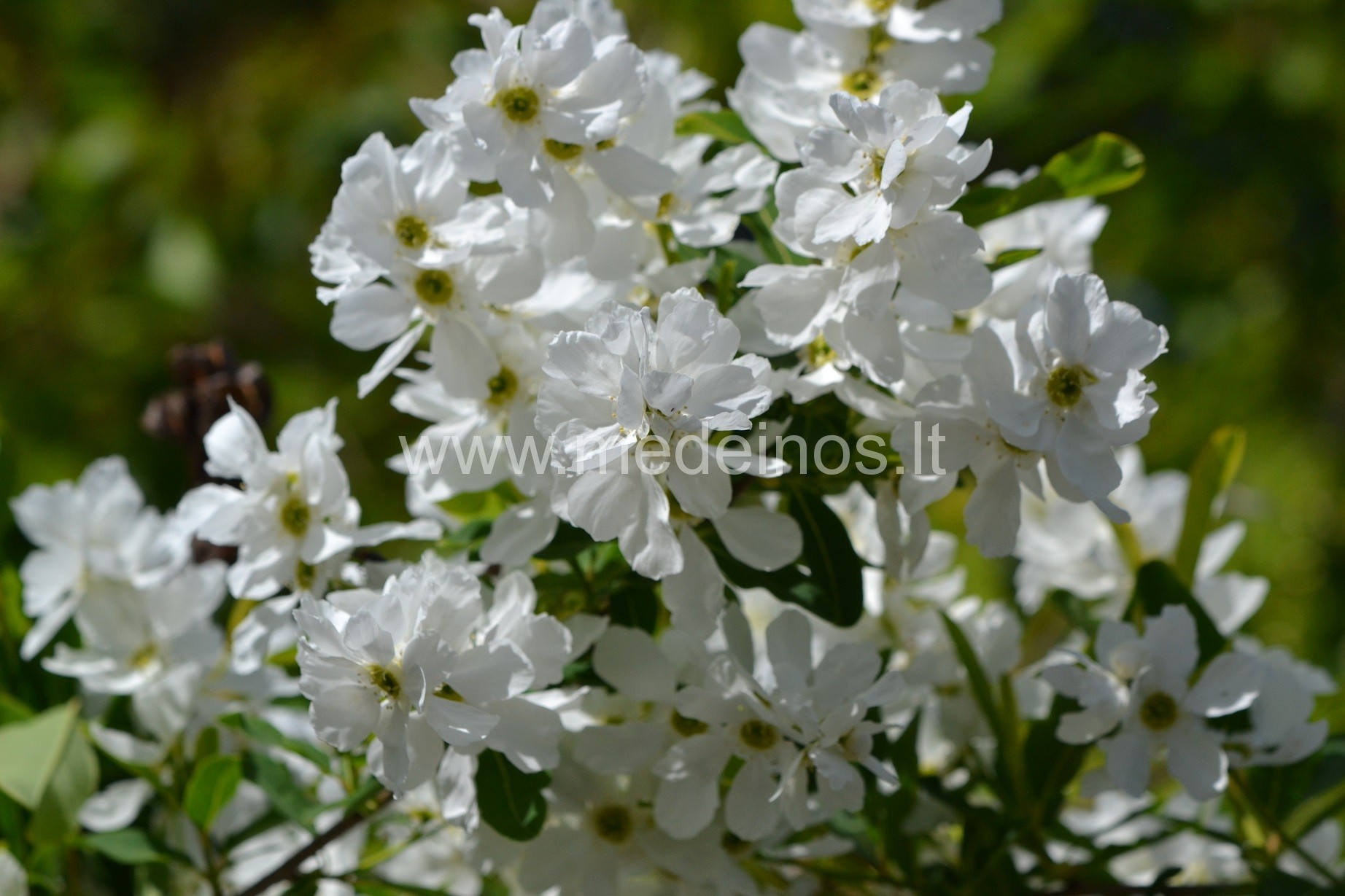 Gražuolės egzochordos