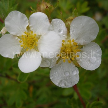 Potentilla fruticosa 'Abbotswood'
