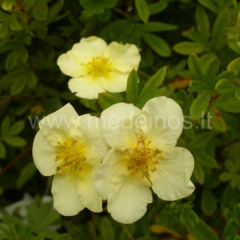 Potentilla fruticosa 'Elizabeth'